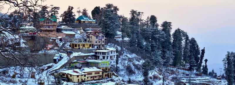 Auli