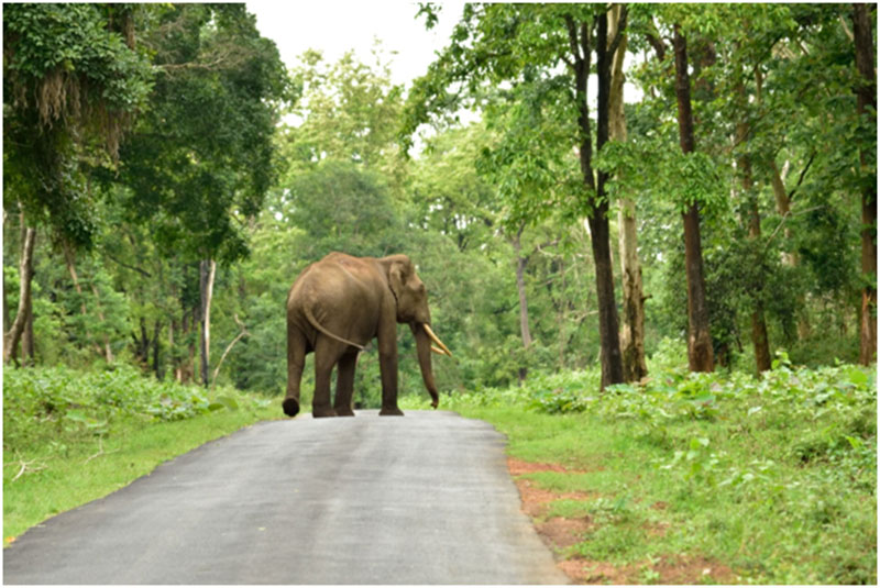 Bandipur