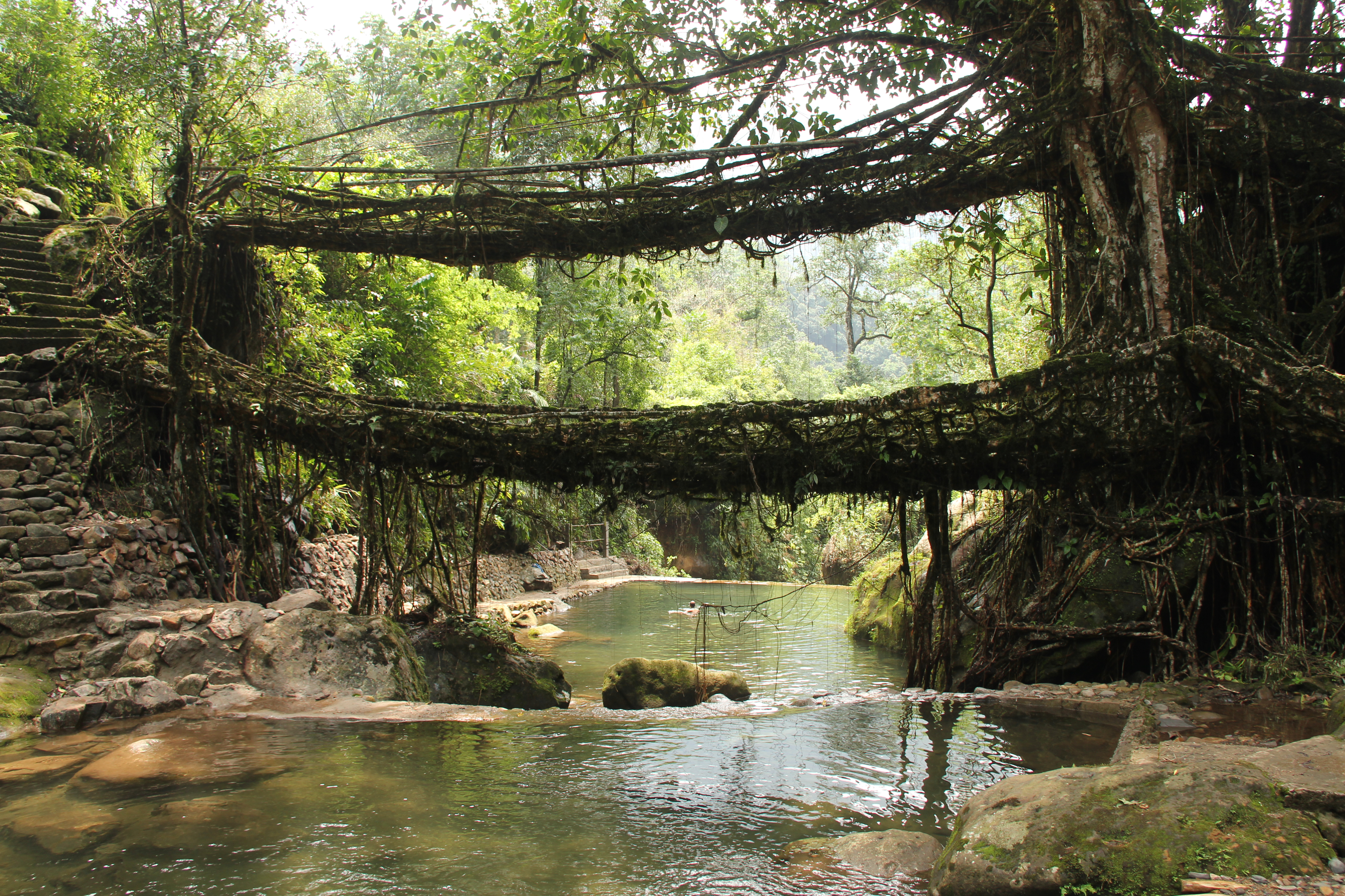Living Root Bridge